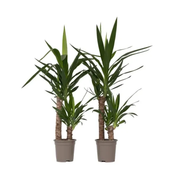 Hot Jättepalmlilja - Set om 2 - Yucca elephantipes - Höjd 70-80cm - ⌀17cm Krukväxter Inomhus