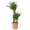 Jättepalmlilja - Yucca elephantipes - Höjd 70-80cm - ⌀21cm