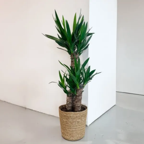 Jättepalmlilja - Yucca elephantipes - Höjd 70-80cm - ⌀21cm