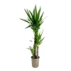 Jättepalmlilja - Yucca elephantipes - Höjd 130-140cm - ⌀24cm