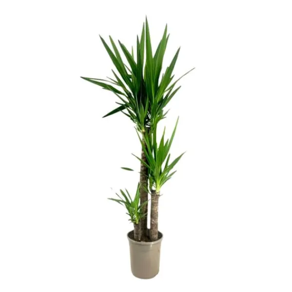 Jättepalmlilja - Yucca elephantipes - Höjd 130-140cm - ⌀24cm