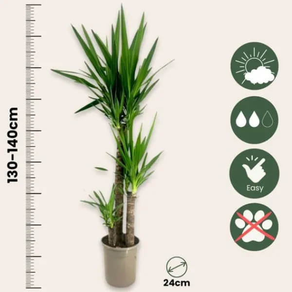 Jättepalmlilja - Yucca elephantipes - Höjd 130-140cm - ⌀24cm
