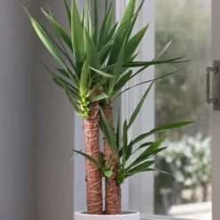 Jättepalmlilja - Yucca elephantipes - Höjd 130-140cm - ⌀24cm