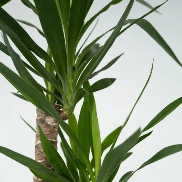Jättepalmlilja - Yucca elephantipes - Höjd 130-140cm - ⌀24cm