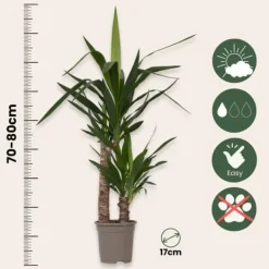 Clearance Jättepalmlilja - Yucca elephantipes - Höjd 70-80cm - ⌀17cm Krukväxter Inomhus