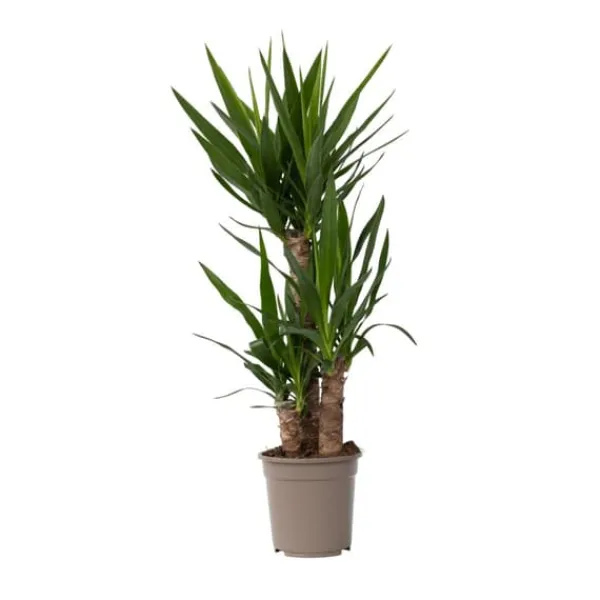 Jättepalmlilja - Yucca elephantipes - Höjd 70-80cm - ⌀21cm Krukväxter Inomhus
