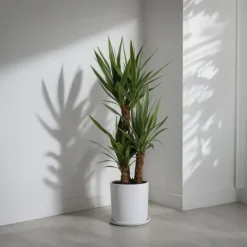 Jättepalmlilja - Yucca elephantipes - Höjd 70-80cm - ⌀21cm Krukväxter Inomhus
