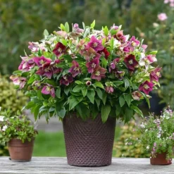 Discount Julros - Set om 3 - Helleborus orientalis - Höjd 20-30cm - ⌀12cm Blommor