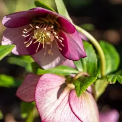 Discount Julros - Set om 3 - Helleborus orientalis - Höjd 20-30cm - ⌀12cm Blommor