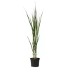 Online Jungfruhirs - Panicum virgatum 'Northwind' - Höjd 40-60cm - ⌀23cm Krukväxter Inomhus