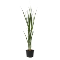 Online Jungfruhirs - Panicum virgatum 'Northwind' - Höjd 40-60cm - ⌀23cm Krukväxter Inomhus