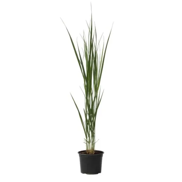 Online Jungfruhirs - Panicum virgatum 'Northwind' - Höjd 40-60cm - ⌀23cm Krukväxter Inomhus