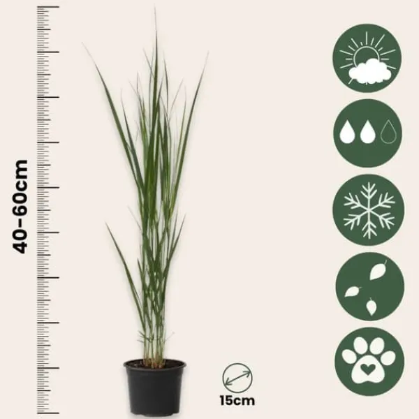 Online Jungfruhirs - Panicum virgatum 'Northwind' - Höjd 40-60cm - ⌀23cm Krukväxter Inomhus