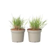 Jungfruhirs - Set om 2 - Panicum virgatum 'Heavy Metal' - Höjd 40-60cm - ⌀23cm