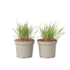 Jungfruhirs - Set om 2 - Panicum virgatum 'Heavy Metal' - Höjd 40-60cm - ⌀23cm