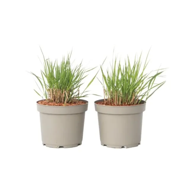 Jungfruhirs - Set om 2 - Panicum virgatum 'Heavy Metal' - Höjd 40-60cm - ⌀23cm