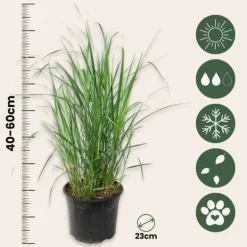 Jungfruhirs - Set om 2 - Panicum virgatum 'Heavy Metal' - Höjd 40-60cm - ⌀23cm