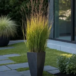 Jungfruhirs - Set om 2 - Panicum virgatum 'Heavy Metal' - Höjd 40-60cm - ⌀23cm