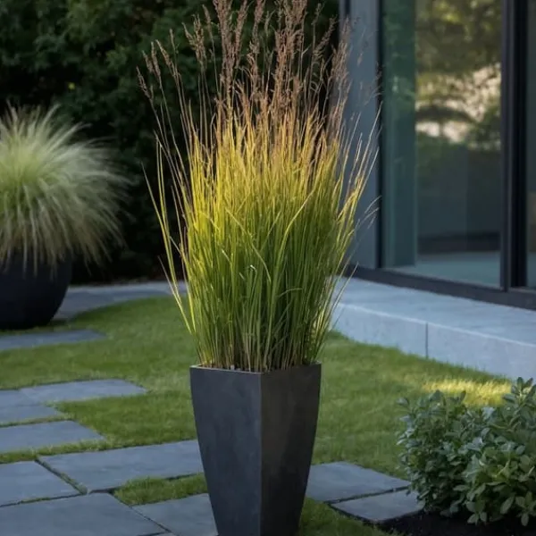 Jungfruhirs - Set om 2 - Panicum virgatum 'Heavy Metal' - Höjd 40-60cm - ⌀23cm