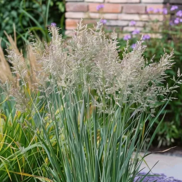 Jungfruhirs - Set om 2 - Panicum virgatum 'Heavy Metal' - Höjd 40-60cm - ⌀23cm