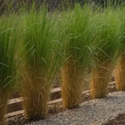 Hot Jungfruhirs - Set om 2 - Panicum virgatum 'Northwind' - Höjd 40-60cm - ⌀23cm Trädgårdsväxter