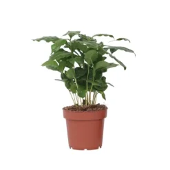 Kaffeväxt - Coffea arabica - Höjd 25-40cm - Pot 12cm