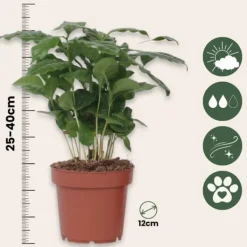 Kaffeväxt - Coffea arabica - Höjd 25-40cm - Pot 12cm