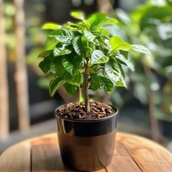 Kaffeväxt - Coffea arabica - Höjd 25-40cm - Pot 12cm