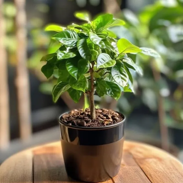 Kaffeväxt - Coffea arabica - Höjd 25-40cm - Pot 12cm