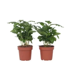 Kaffeväxt - Set om 2 - Coffea arabica - Höjd 25-40cm - ⌀12cm