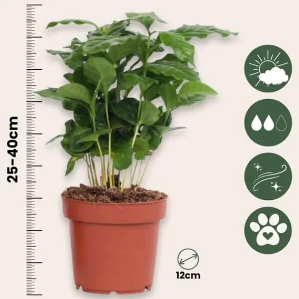 Kaffeväxt - Set om 2 - Coffea arabica - Höjd 25-40cm - ⌀12cm