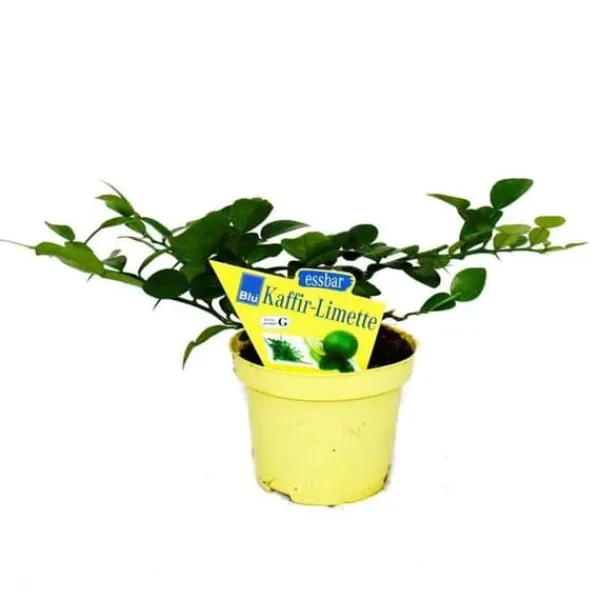 Online Kaffir Lime - Citrus hystrix - 2 Plantor - Kaffir Lime Kryddväxt Krukväxter Inomhus