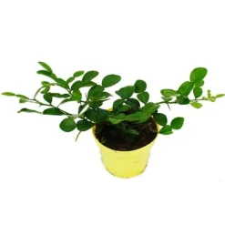 Online Kaffir Lime - Citrus hystrix - 2 Plantor - Kaffir Lime Kryddväxt Krukväxter Inomhus