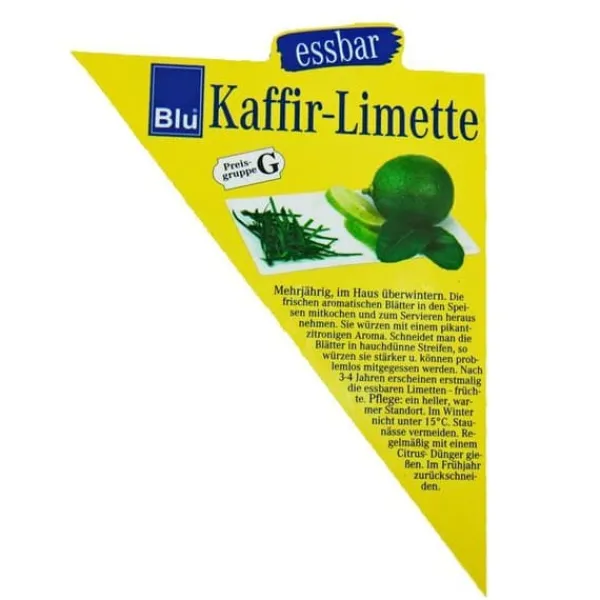 Online Kaffir Lime - Citrus hystrix - 2 Plantor - Kaffir Lime Kryddväxt Krukväxter Inomhus