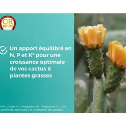 Kaktus- och saftiga växter gödsel - GULD BRUN - OBRECLCACTUS250 - 250 ml - Berikar växterna - Tillverkat i Frankrike