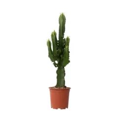 Kaktuseuforbia - Euphorbia ingens - Höjd 50-60cm - ⌀17cm