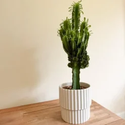 Kaktuseuforbia - Euphorbia ingens - Höjd 50-60cm - ⌀17cm