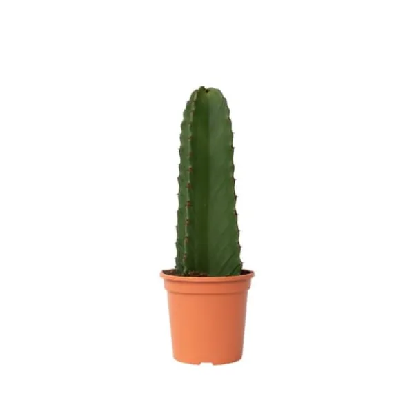 Kaktuseuforbia - Euphorbia ingens - Höjd 40-50cm - ⌀18cm