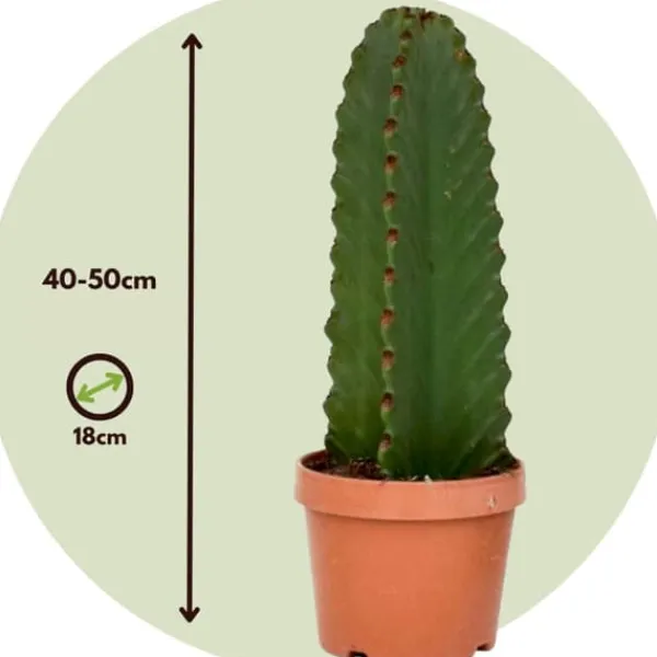 Kaktuseuforbia - Euphorbia ingens - Höjd 40-50cm - ⌀18cm