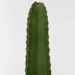 Kaktuseuforbia - Euphorbia ingens - Höjd 40-50cm - ⌀18cm