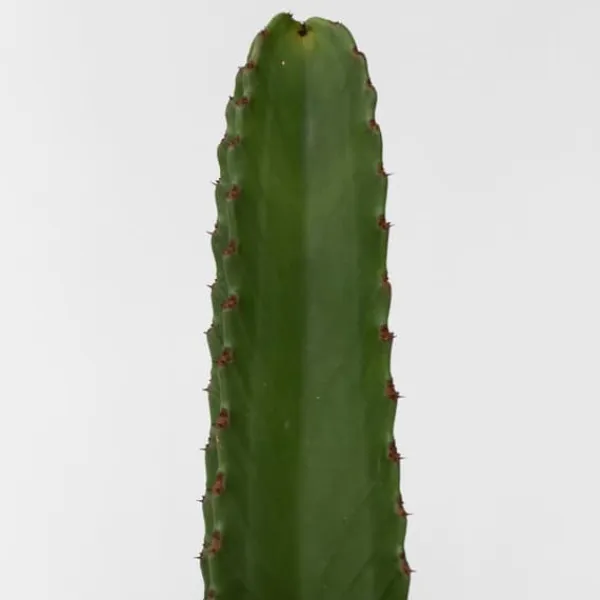 Kaktuseuforbia - Euphorbia ingens - Höjd 40-50cm - ⌀18cm