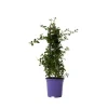 Hot Kalifornisk lilak - Ceanothus thyrsiflorus Repens - Höjd 60-70cm - ⌀17cm Trädgårdsväxter