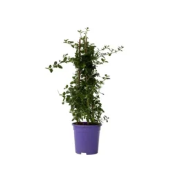 Hot Kalifornisk lilak - Ceanothus thyrsiflorus Repens - Höjd 60-70cm - ⌀17cm Trädgårdsväxter