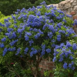Hot Kalifornisk lilak - Ceanothus thyrsiflorus Repens - Höjd 60-70cm - ⌀17cm Trädgårdsväxter