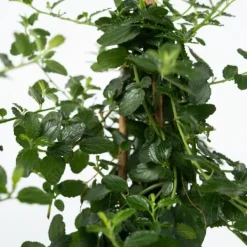 Kalifornisk lilak - Set om 2 - Ceanothus 'Repens' - Höjd 60-70cm - ⌀17cm