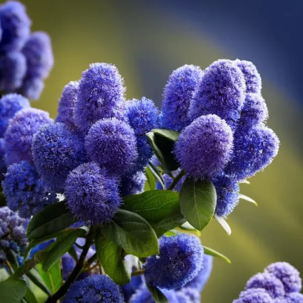 Kalifornisk lilak - Set om 2 - Ceanothus 'Repens' - Höjd 60-70cm - ⌀17cm