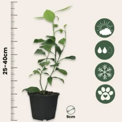 Kalk Träd Citrus - Set om 3 - Citrus aurantifolia - Höjd 25-40cm - ⌀9cm