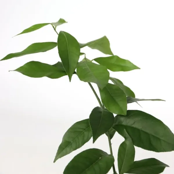 Kalk Träd Citrus - Set om 3 - Citrus aurantifolia - Höjd 25-40cm - ⌀9cm