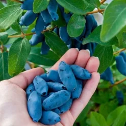 Sale Kamchatka bärgödsel 1 kg AMPOL Gödningsmedel
