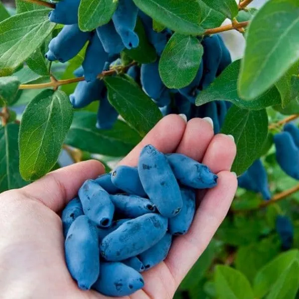 Sale Kamchatka bärgödsel 1 kg AMPOL Gödningsmedel